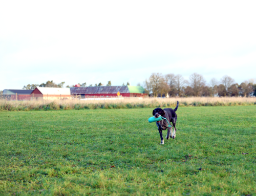 Apportering – så lär du hunden grunderna