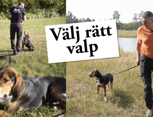 Film: Välj rätt valp