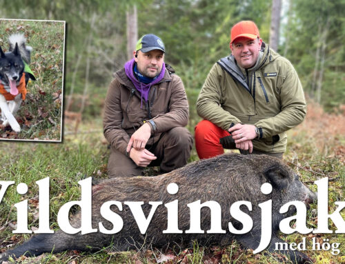 Film: Vildsvinsjakt – med hög puls