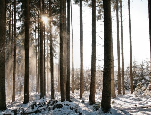 Licensjakten på varg avbruten i Värmland