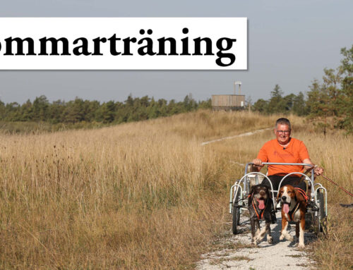 Film: Sommarträning för jakthundar – håll hunden i form under lågsäsongen
