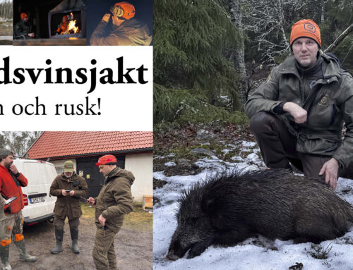 Film: Vildsvinsjakt i regn och rusk