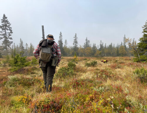 Ripa och skogsfågel – i magiska Trumvallen