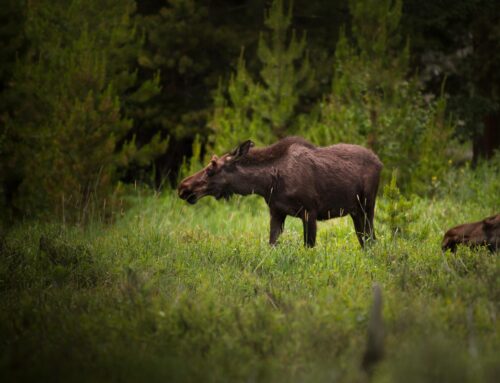 Betestrycket på tall i Svealand kvar på höga nivåer