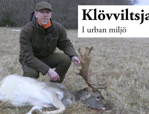 Film: Klövviltsjakt – i urban miljö