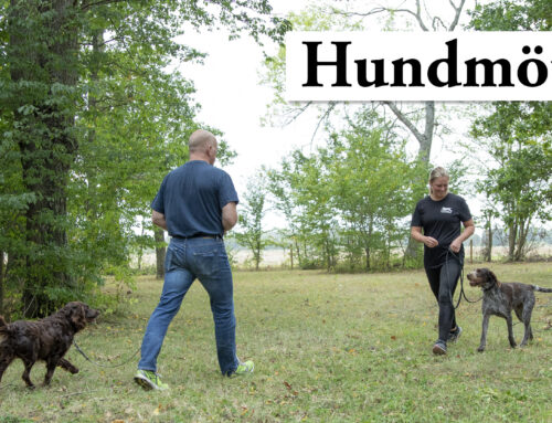 Film: Hundmöten – Så tränar jag!