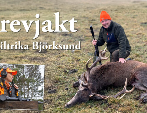 Film: Drevjakt – på viltrika Björksund