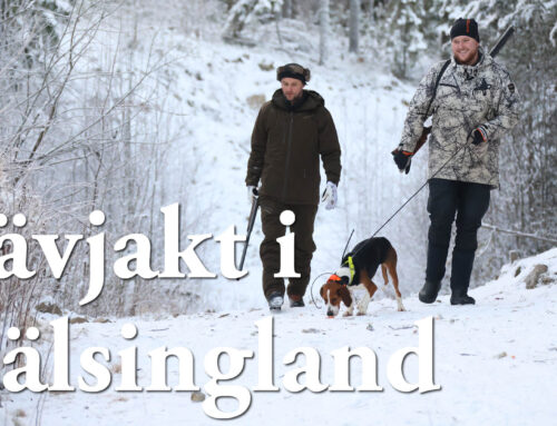 Film: Rävjakt i Hälsingland