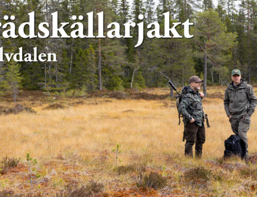 Film: Trädskällarjakt i Älvdalen