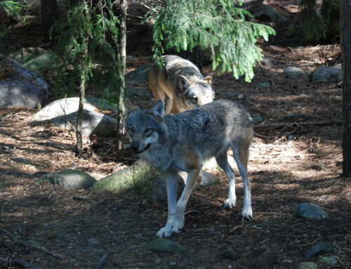 Domstolen stoppar vargjakten – oklara förutsättningar bakom beslutet