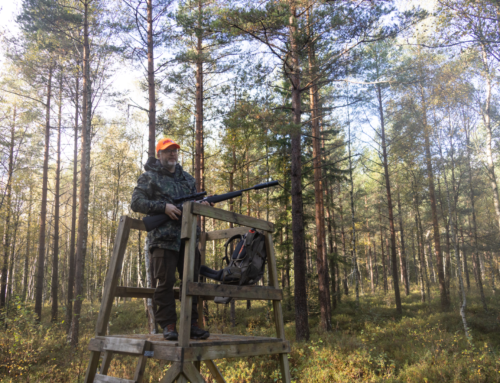 Drevjakt på Ekhammar – Vildsvin och älg i siktet!