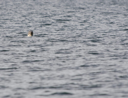 Beslut om licens- och skyddsjakt på säl 2026