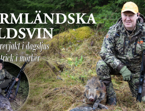 Film: Värmländska vildsvin – Från drevjakt i dagsljus till hattrick i mörker
