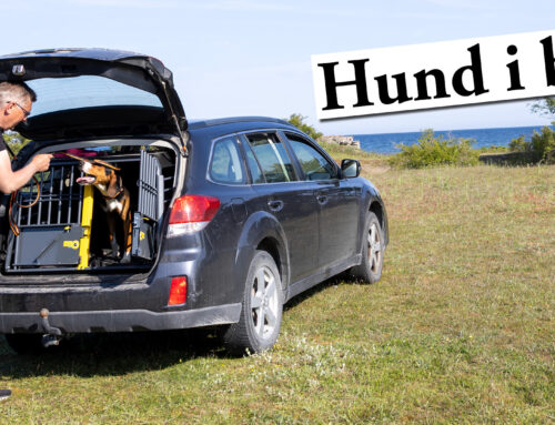 Film: Hundskolan Hund i bil