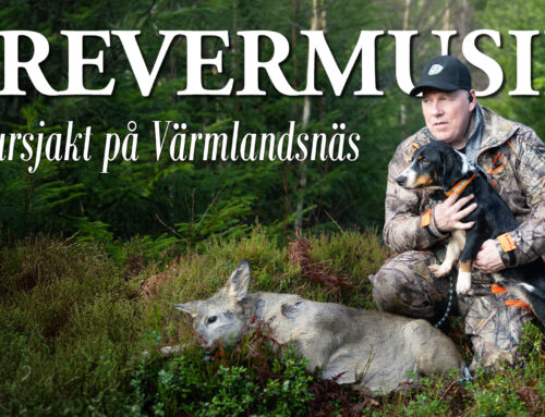 Film: Drevermusik – Rådjursjakt på Värmlandsnäs