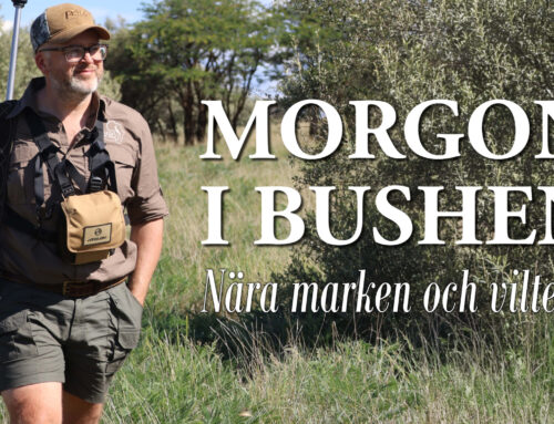 Film: Afrikaresan Morgon i bushen – Nära marken och viltet